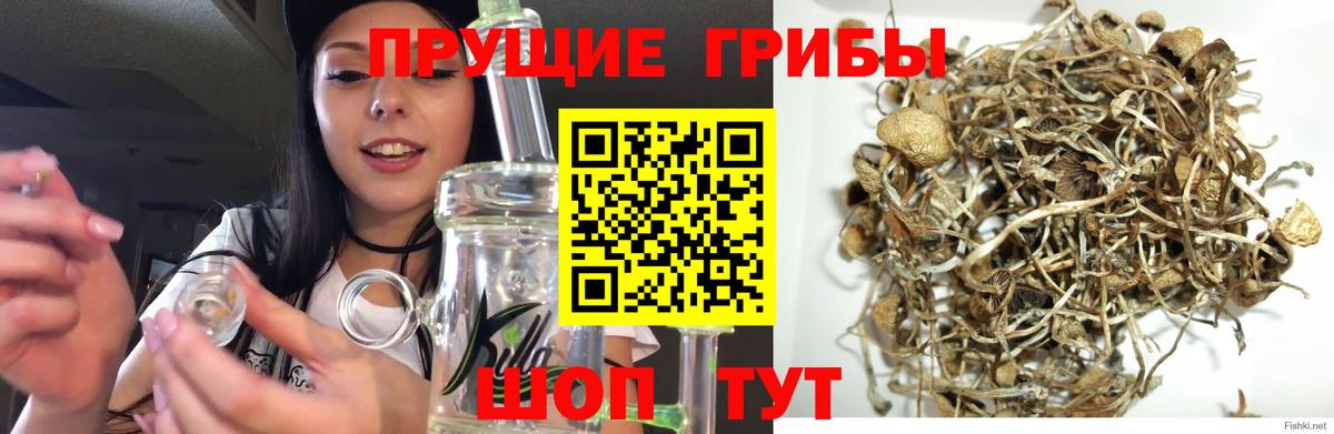 Псилоцибиновые грибы Psilocybe  Галлюциногенные грибы Psilocybe  Муравленко  Вход с VPN 